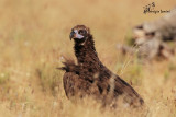 Avvoltoio monaco , Cinereus vulture