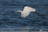 Airone bianco maggiore , Great egret