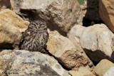 Civetta, Little owl 