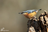 Picchio muratore, Wood nuthatch