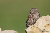 Civetta, Little owl 