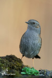 Passera scopaiola, Dunnock 