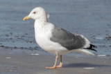 taimyrnesis or intergrade with Vega Gull or a Hybrid between American Gull Species