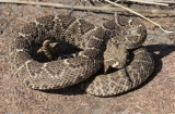 Western Diamondback Rattlesnake