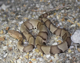 Copperhead