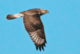 Vultures, Opsrey, Kites, Eagles, Hawks & Falcons
