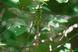 Comet Darner