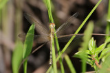 Band-winged Dragonlet