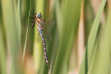 Lance-tipped Darner