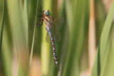 Lance-tipped Darner