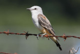 Scissor-tailed Flycatcher