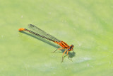 Lilypad Forktail