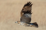 Red-tailed Hawk