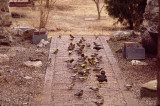 Evening Grosbeak