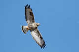 Rough-legged Hawk