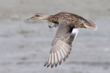 Gadwall