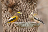 Evening Grosbeak