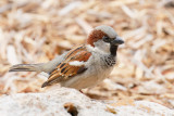 House Sparrow