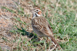 Lark Sparrow