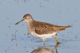 Solitary Sandpiper