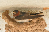 Cliff Swallow