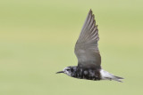 Black Tern