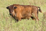 American Bison