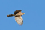 Coopers Hawk