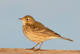 American Pipit