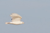 Red-tailed Hawk