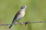 Dickcissel