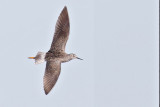 Lesser Yellowlegs