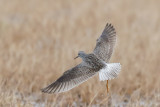 Lesser Yellowlegs