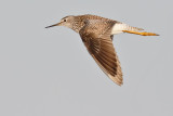 Lesser Yellowlegs