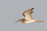 Lesser Yellowlegs