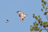 Northern Mockingbird & Red-tailed Hawk