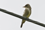 Olive-sided Flycatcher