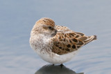 Semipalmated Sandpiper