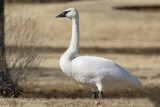 Trumpeter Swan