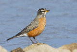 American Robin