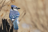 Blue Jay