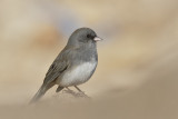 Dark-eyed Junco