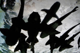 Sharks at Sydney Aquarium, Australia