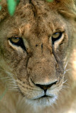 Lion at Masai Mara, Kenya