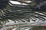 Rice fields around Sapa