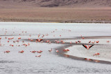 Reserva Eduardo Avaroa, Laguna Hedionda