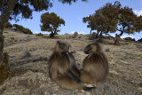 Simien Mountain, Gelada Baboons