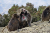 Simien Mountain, Gelada Baboons