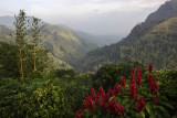 Ella, view from Ambiente Hotel
