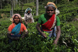 Tea plantation